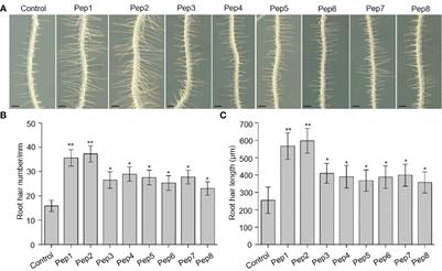 Plant elicitor Peptides regulate root hair development in Arabidopsis